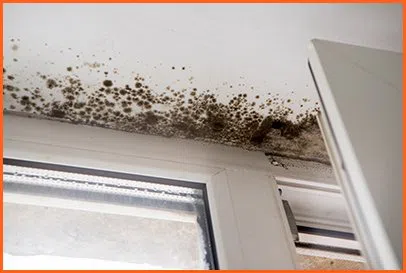 Boynton Beach Restoration Expert Boynton Beach, FL 561-316-0029 Boynton Beach Restoration Expert Boynton Beach, FL 561-316-0029 - contetn-mold